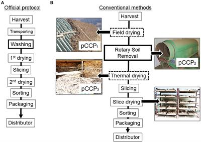 Critical control point-based assessment and intervention of ochratoxin A risk in Angelicae Gigantis Radix production